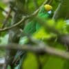 A wild Orange-fronted Parakeet hides in foliage