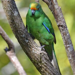 A wild Orange-fronted Parakeet perches on a branch