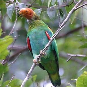 A wild Orange-headed Parrot perches on a branch