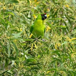 A wild Ouvéa Parakeet perches in a leafy tree