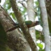 A wild Painted Conure perches on a limb