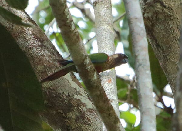 A wild Painted Conure perches on a limb