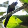 A wild Painted Conure perches on a limb