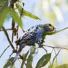 A wild Pale-headed Rosella forages in a tree