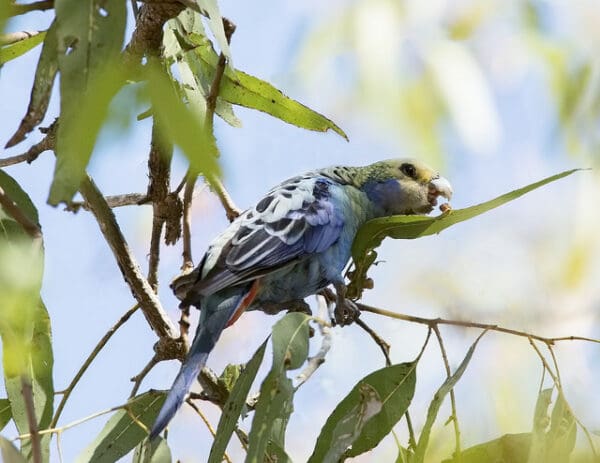 A wild Pale-headed Rosella forages in a tree