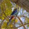 A wild Pale-headed Rosella perches in a tree