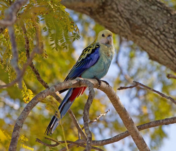 A wild Pale-headed Rosella perches in a tree