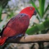 A female Papuan Eclectus perches on a limb