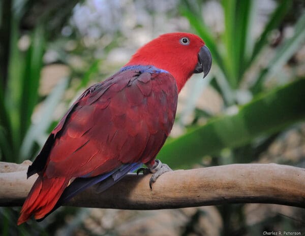 A female Papuan Eclectus perches on a limb