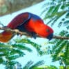 A wild female Papuan Eclectus perches in a tree