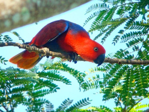 A wild female Papuan Eclectus perches in a tree