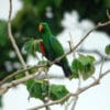 A wild male Papuan Eclectus perches in a tree