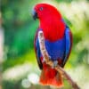 A female Papuan Eclectus perches on a branch