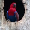 A wild female Papuan Eclectus perches at the entrance to a nest cavity