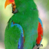 A male Papuan Eclectus perches on one foot