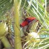 A wild female Papuan Eclectus climbs in a coconut palm