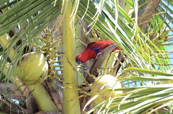 A wild female Papuan Eclectus climbs in a coconut palm