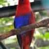 A female Papuan Eclectus perches in an enclosure