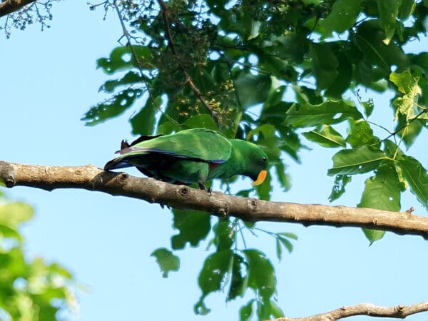 A wild male Papuan Eclectus walks along a branch