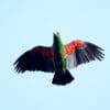 A wild male Papuan Eclectus flies high above the forest