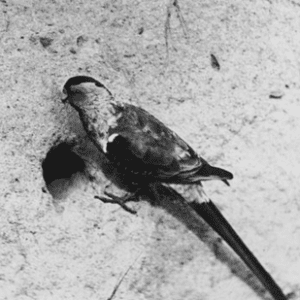 A wild Paradise Parrot, photographed in 1922