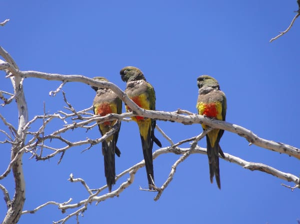 Patagonian Conure Fieldwork