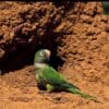 A wild Peach-fronted Conure perches on a termite mound