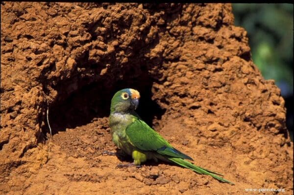 A wild Peach-fronted Conure perches on a termite mound