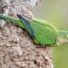 A wild Peach-fronted Conure perches on an arboreal termitarium