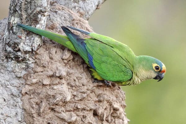 A wild Peach-fronted Conure perches on an arboreal termitarium