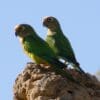 Wild Peach-fronted Conures perch on a termite mound