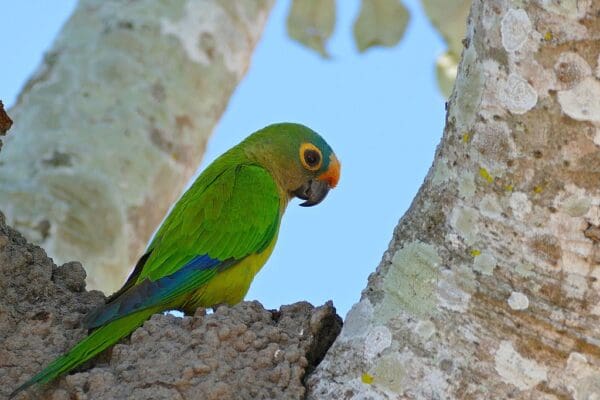 A wild Peach-fronted Conure perches on an arboreal termitarium