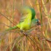 A wild Peach-fronted Conure perches in tall grass