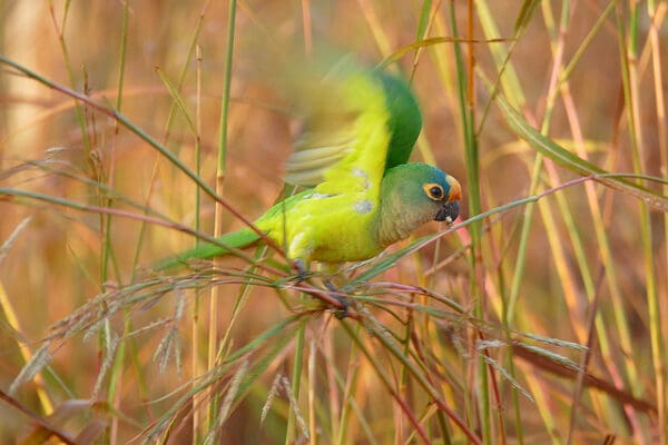 A wild Peach-fronted Conure perches in tall grass