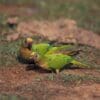 Wild Peach-fronted Conures forage on the ground