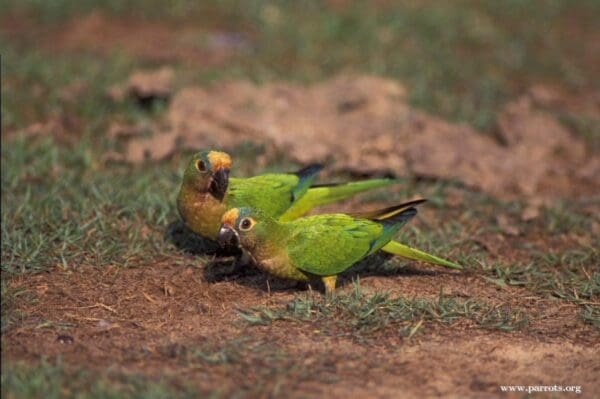 Wild Peach-fronted Conures forage on the ground