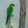 A wild Peach-fronted Conure perches on a branch