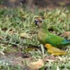 A wild Peach-fronted Conure drinks with a Saffron-yellow Finch at a water hole