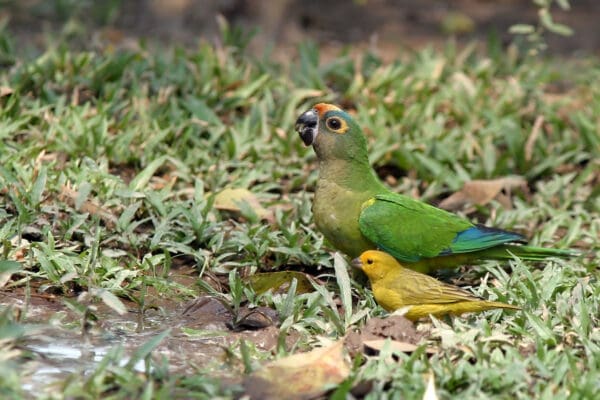 A wild Peach-fronted Conure drinks with a Saffron-yellow Finch at a water hole