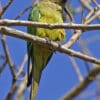 A wild Peach-fronted Conure chews on wood