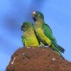 Wild Peach-fronted Conures perch atop a termite mound