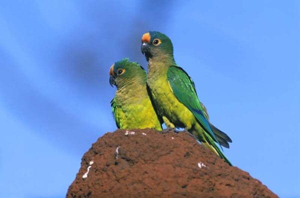 Wild Peach-fronted Conures perch atop a termite mound