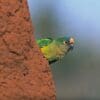 A wild Peach-fronted Conure peeks around a termite mound