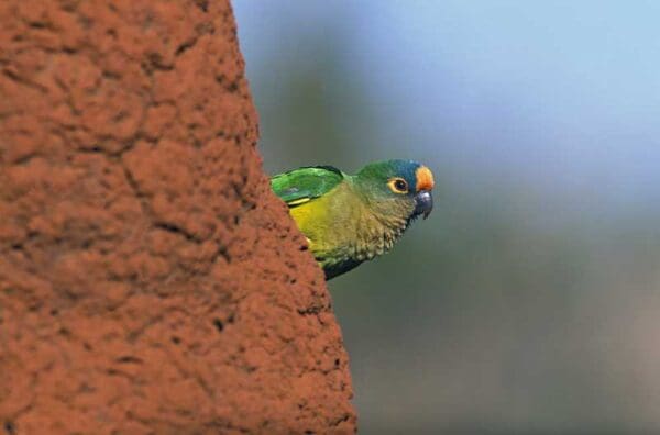 A wild Peach-fronted Conure peeks around a termite mound