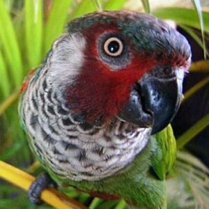 A wild Perijá Conure perches on a branch