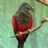 A Pesquet's Parrot perches on a branch