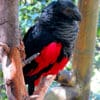 A Pesquet's Parrot perches on a branch