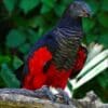 A Pesquet's Parrot perches on a branch