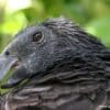 A closeup of a Pesquet's Parrot