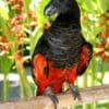 A Pesquet's Parrot perches on a branch